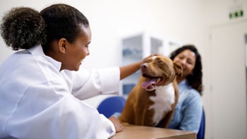 Ringworm In Dogs: Treatments, Medicines, Symptoms, & Causes - Goodrx