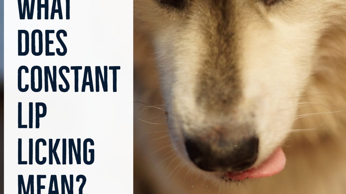 10 Reasons Why Your Dog May Be Licking Their Lips - Pethelpful