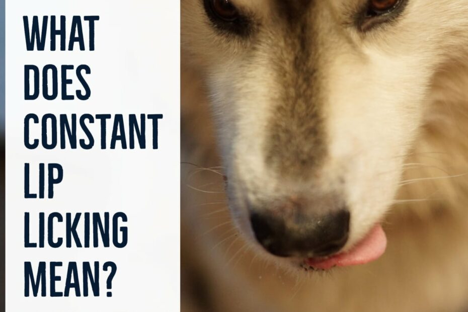 10 Reasons Why Your Dog May Be Licking Their Lips - Pethelpful