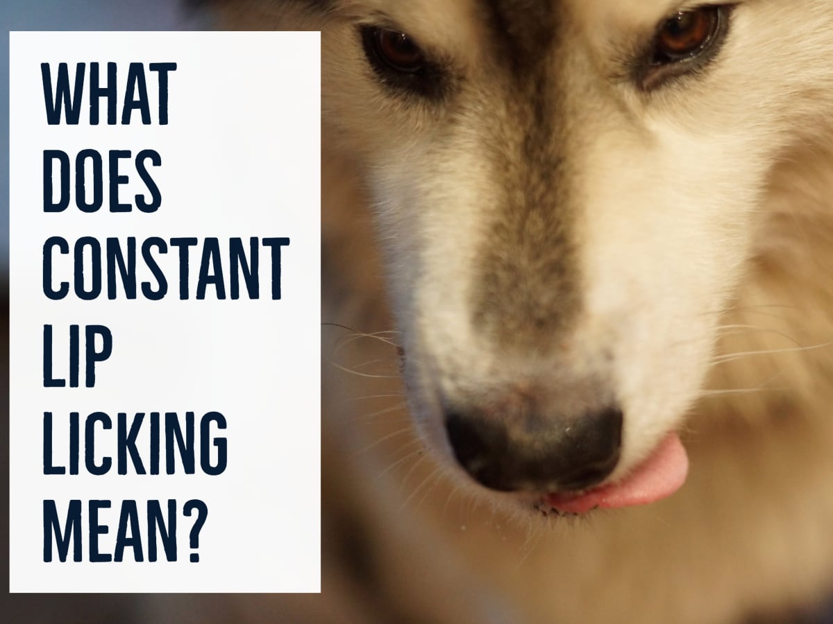 10 Reasons Why Your Dog May Be Licking Their Lips - Pethelpful