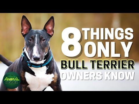 8 Things Only Bull Terrier Dog Owners Understand