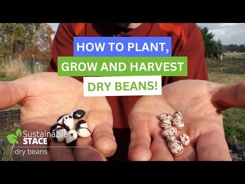 How To Plant, Grow and Harvest Dry Beans!