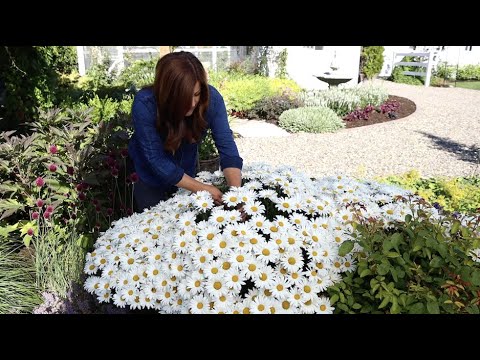 Daisies in Full Bloom ' Daisy May' 🌿