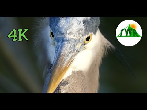 The Great Blue Heron: Everything You Need To Know!