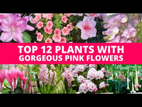 Top 12 Plants With Gorgeous Pink Flower 💕