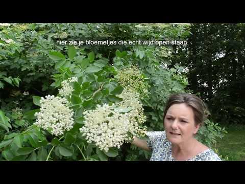 Vlierbloesemsiroop maken door Maaike van der Sluis