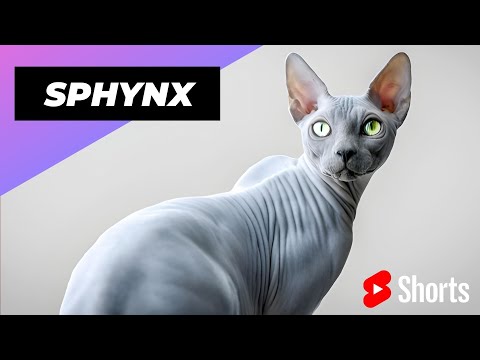 Sphynx 🐱 One Of The Most Expensive Cats In The World #shorts #sphynx #cat