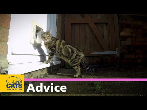 How to teach your cat to use a cat flap