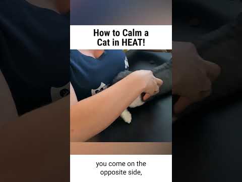 How to Calm your Female cat when in HEAT!