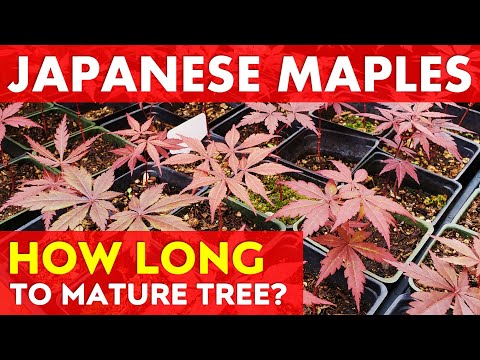 How Fast do Japanese Maple Trees Grow? | Growing from Seed