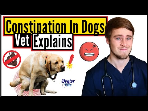 Why Is My Dog Struggling To Poop? | Constipation In Dogs | Veterinarian Explains | Dogtor Pete