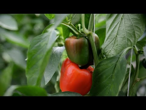 Hoe groeien biologische paprika's?