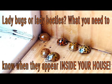 Lady Bugs in Your House? Multicolored Asian Lady Beetle facts, history, issues and solutions.