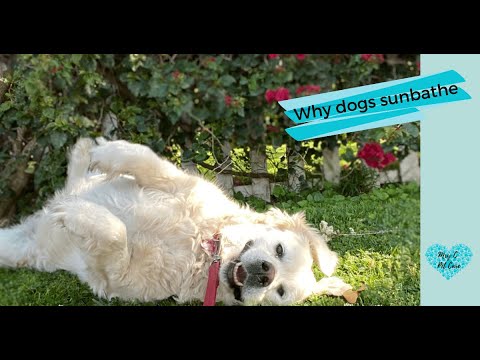 The science behind dogs that love to sunbathe