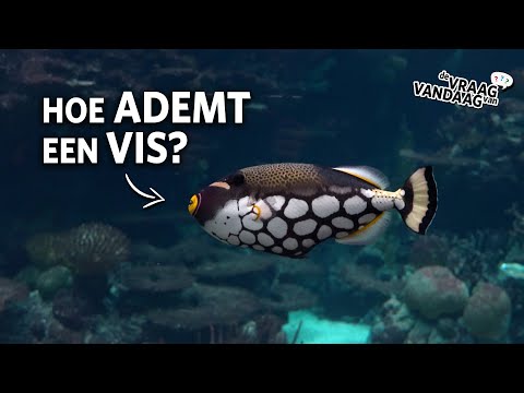 Hoe ademen vissen onderwater? 🐠 | De Vraag Van Vandaag