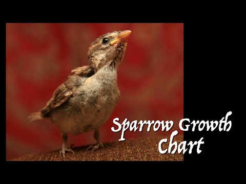 Sparrow Rescue: Growth & Development Chart