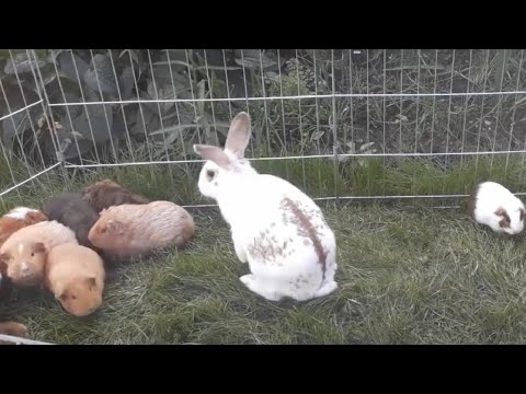 Rabbits living with guinea pigs