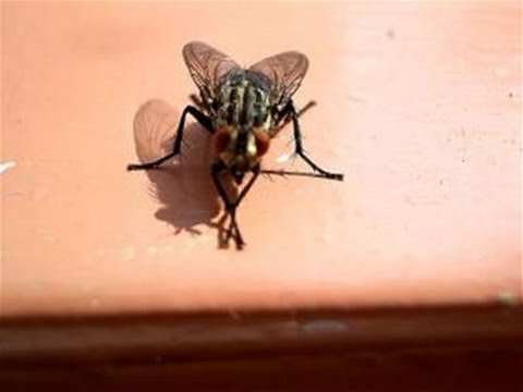 How To Get Rid Of A House Fly Infestation