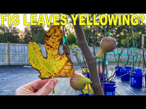 Fig Leaves Turning Yellow And Falling Off Your Tree? Watch This!