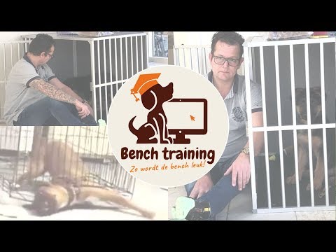 Bench training puppy