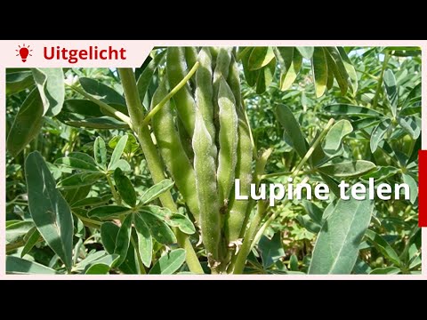 Uitgelicht | Lupine telen: hoe doe je dat precies?