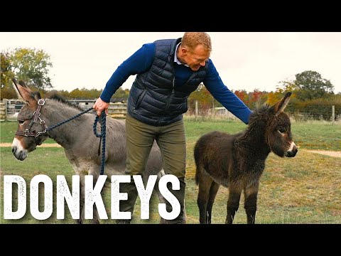 Thinking of keeping donkeys? - Adam Henson's Farm Diaries - Ep23