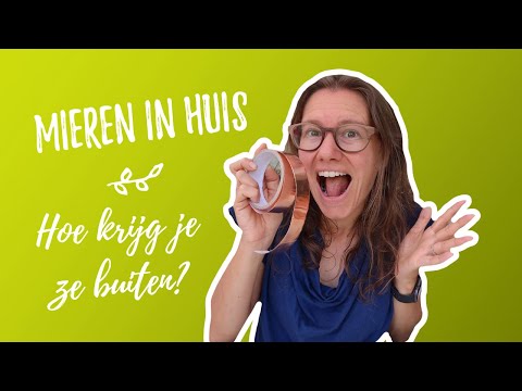 Mieren in huis - Hoe krijg je ze buiten?