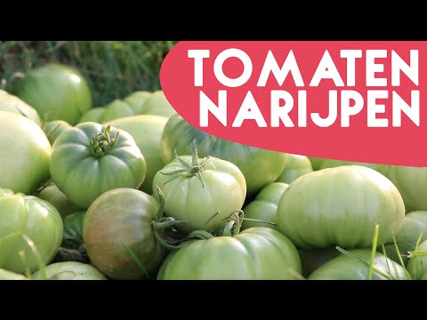 2 tips om Tomaten te laten narijpen! - KORTE TIP - #1