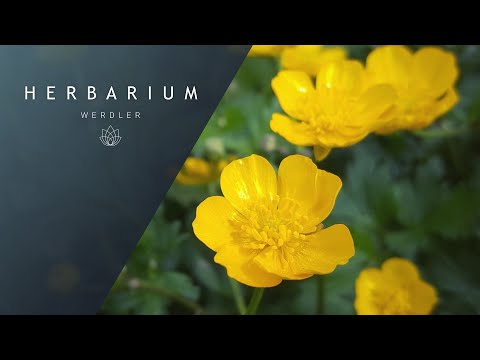 Ranunculus repens - (Creeping Buttercup)