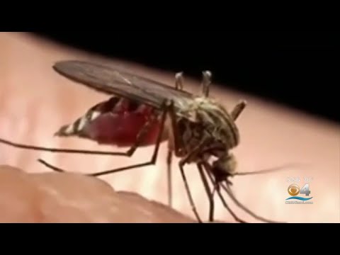 A Look At The Science Behind Mosquito Bites