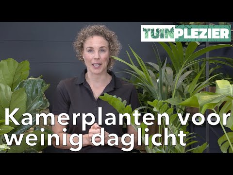 Jennefers Top 5 kamerplanten voor weinig daglicht | TUINPLEZIER