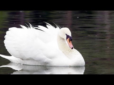 Why These Two Male Swans are Dancing Together