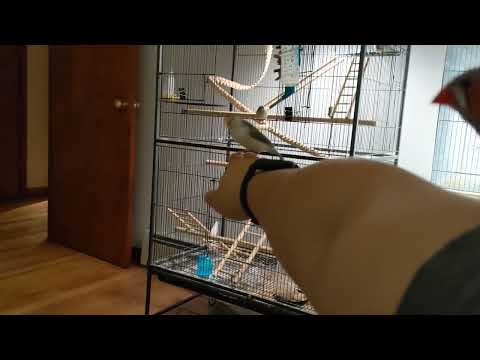 tame zebra finches