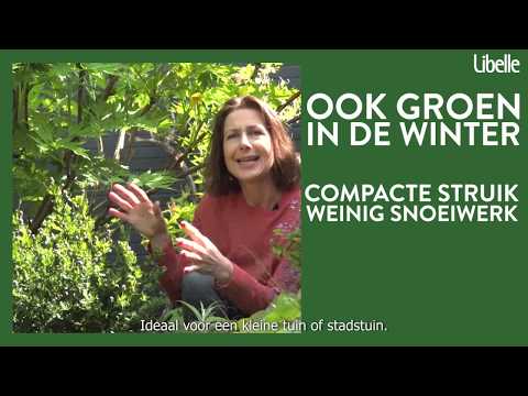 Drie fantastische struiken voor de tuin (i.s.m. Libelle)