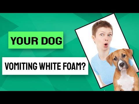 🤓What are the reasons why your dog vomiting white foam? 🐶