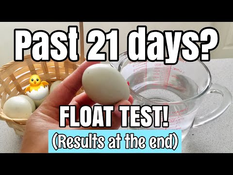 Late hatching chicken eggs | Float testing egg viability