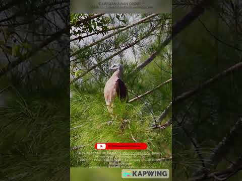 Grey-headed Fish eagle /Lang Kepala Kelabu [malay] (Icthyophaga ichthyaetus) #nature #bird