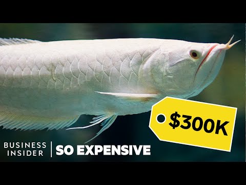 Why Dragon Fish Are So Expensive | So Expensive