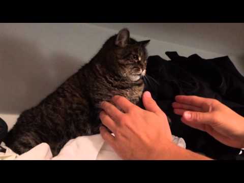 Closet cat doesn't want to leave nest