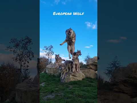 Wolf Jumping #wolf #jump #loup #saut #european #europeanwolf #loupeuropeen #slowmotion #slow #motion