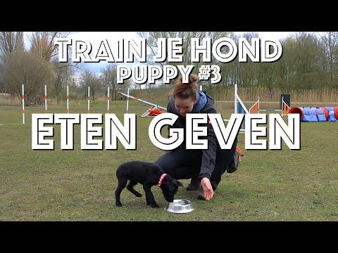 TRAIN JE HOND // Puppy #3 // Hoe leer je je puppy ETEN GEVEN