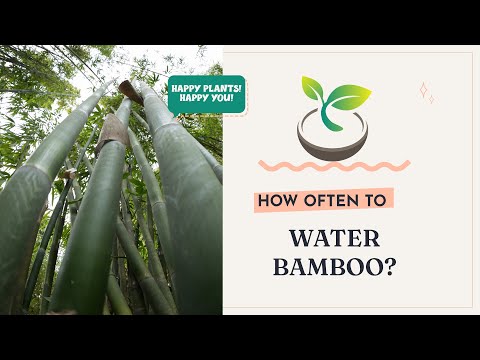 🍀How Often to Water Bamboo for Rapid Growth?