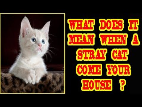 WHAT DOES IT SPIRITUAL MEAN WHEN STRAY CAT COMES YOUR HOUSE ?