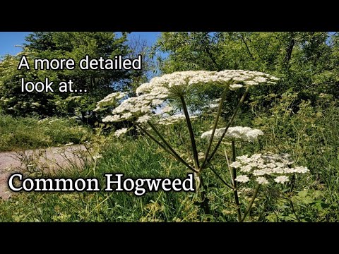 A more detailed look at... Common hogweed (Heracleum sphondylium)