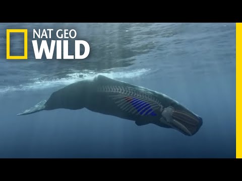 How to Dive Like a Sperm Whale | Whales of the Deep