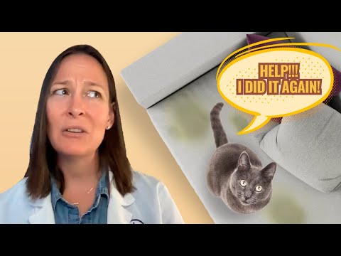 Cat Peeing Outside of the Litter Box? A Vet Explains Why