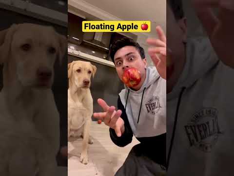 Dog Reacts To Food Magic Tricks #shorts