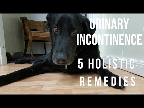 Urinary Incontinence in Dogs: 5 Holistic Remedies