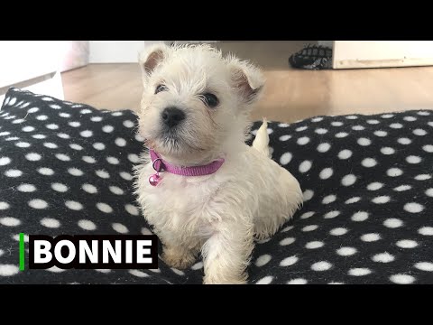 Bonnie, Our NEW West Highland Terrier Puppy 🐶