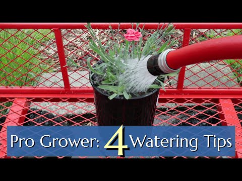 Professional Watering Tips: Plants in Pots & Containers